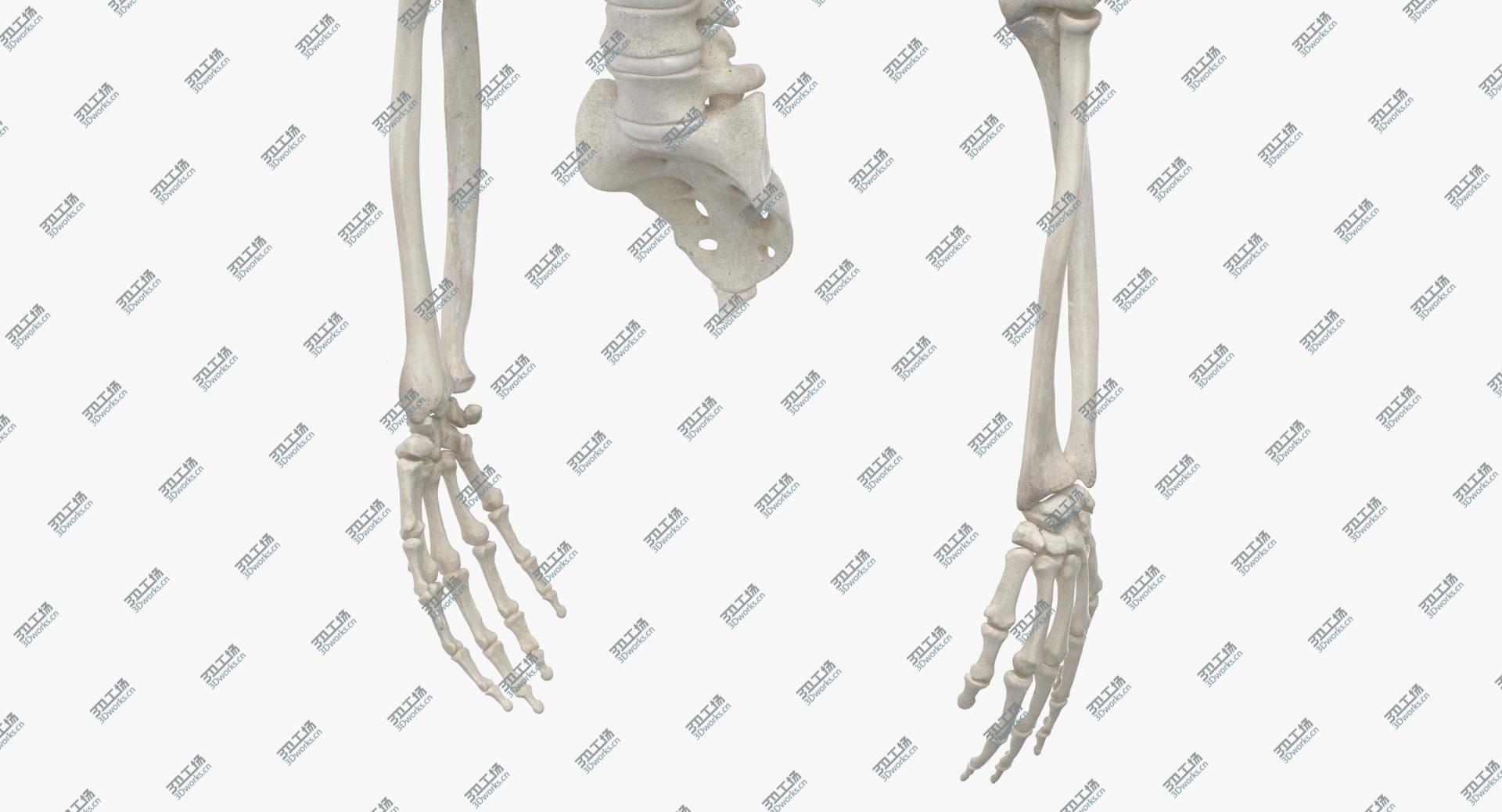 images/goods_img/202104021/3D Real Human Rib Cage Spine Male Skull Calvicle Scapula and Arms Bones Anatomy With Disks White/3.jpg